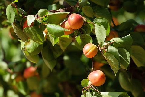 AU Apricots by Italo Vardaro