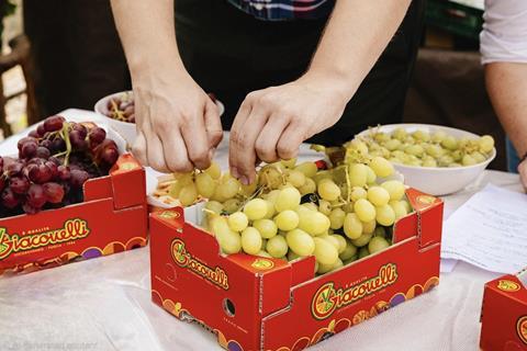 Giacovelli grapes