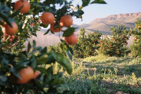 Mandarins growing mountainous region Adobe Stock