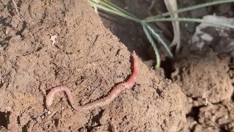 Soil health in crops