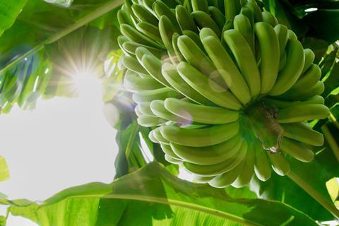 One Banana bananas