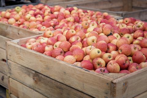 Polish apples in crates Adobe Stock