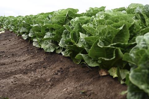 Syngenta Vegetable Seeds lettuce Salinas