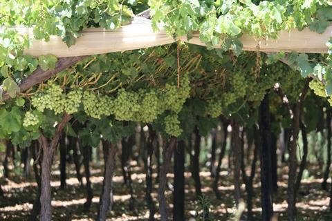 South African table grapes under covering Adobe Stock