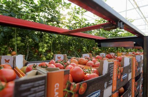 Growers United tomatoes