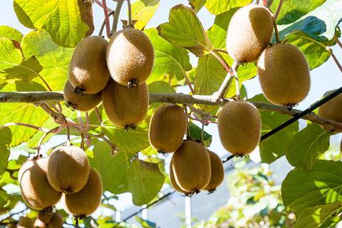 NZKGI kiwifruit