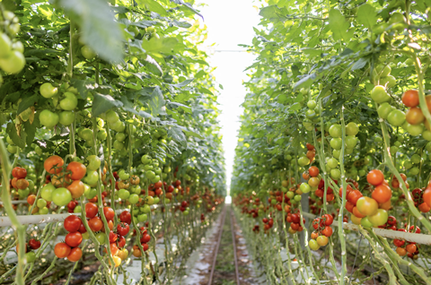 Growers United