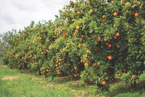 Citrus