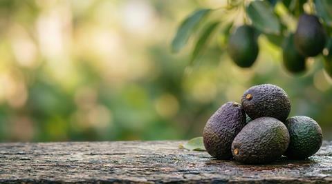 Hass avocado pile Adobe Stock