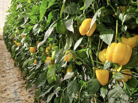 Semillas Fitó peppers