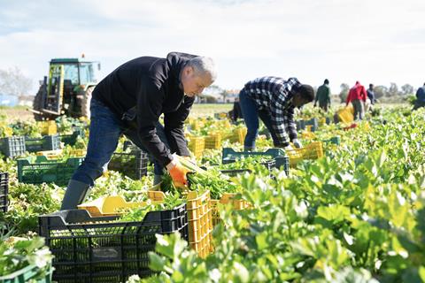 Celery harvesting Spain Adobe Stock
