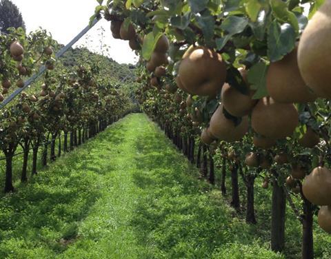 Enza Taylors Gold pears