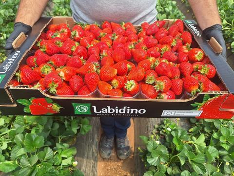 Labidino