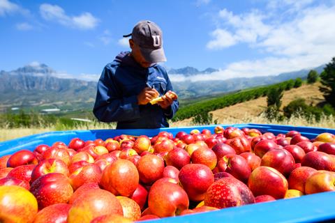 South Africa stonefruit arvest in bins Hortgro