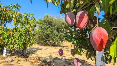 Egyptian mangoes