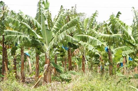 Jamaican bananas