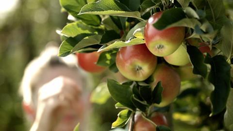 BayWa Bodensee apples