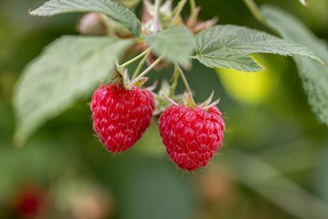 CH Swissfruit berries himbeeren-schweizer-obstverband_54626003284_l