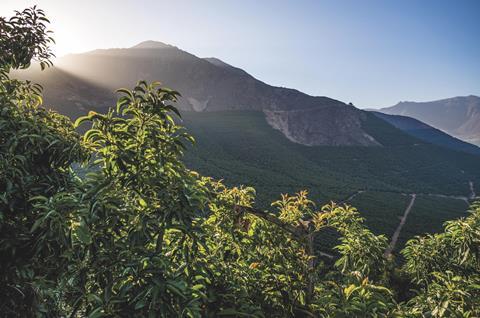 Chilean avos