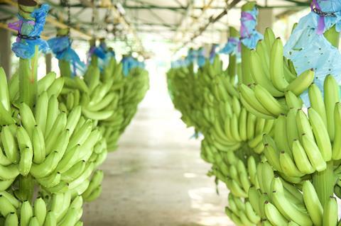 Colombian bananas Augura