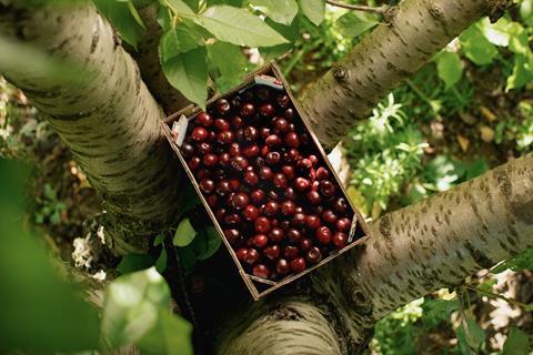 Spanish Picota cherries box in tree