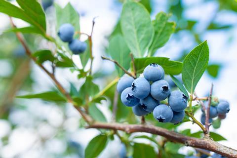 Blueberries growing on bush Adobe Stock