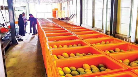 mangoes hyundai fruit DC kampong speu cambodia