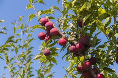 Murcian stonefruit El Ciruelo C