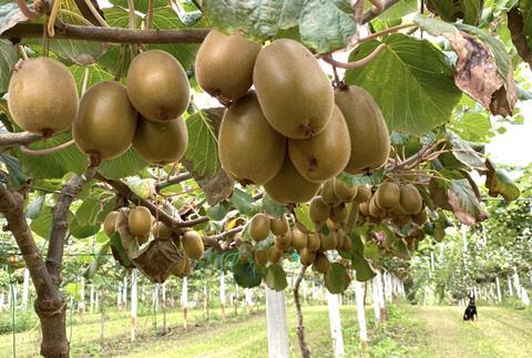 Dori kiwifruit in WA