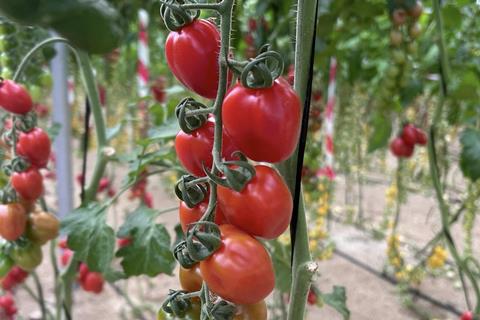 Pomeria tomatoes Yuksel Seeds