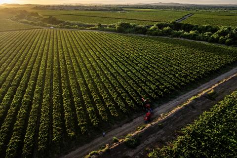 South Africa Raisin harvesting landscape