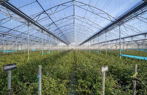 Prize greenhouse blueberries