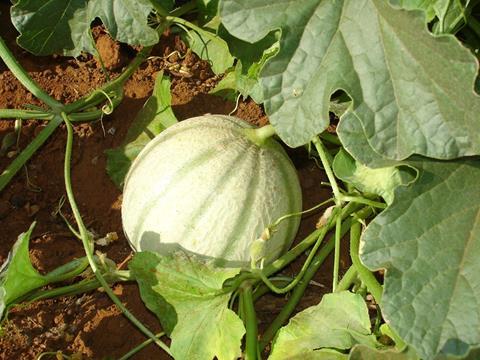 Brasilianische Cantaloupe auf dem Feld