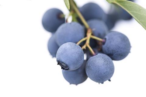 NZ Plant and Food Fresh Facts 2020 blueberries