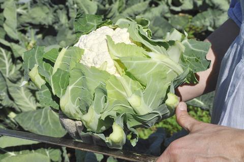 Blumenkohl-Ernte in Frankreich