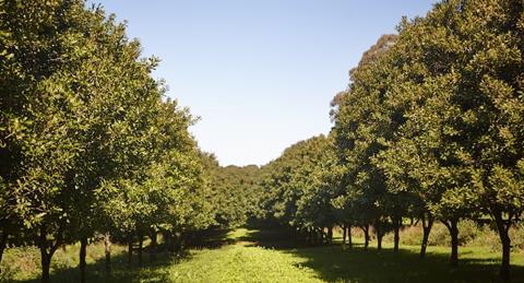 Australian Macadamia trees