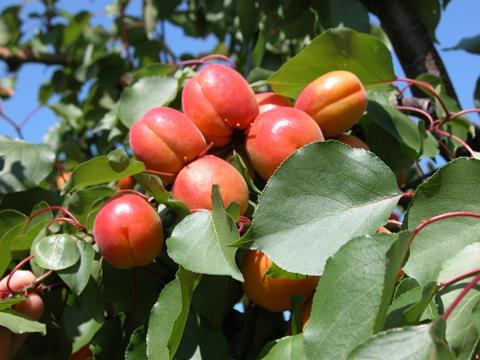 Aprikosen in Frankreich am Baum