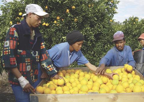South African citrus