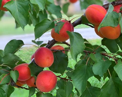 NZsummer apricot New Zealand NZ Summerfresh 2