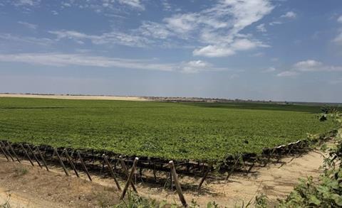 Camposol Piura grape farms A