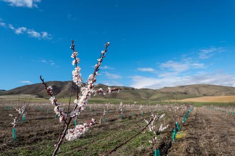 NZsummer apricot orchard New Zealand NZ Summerfresh 2