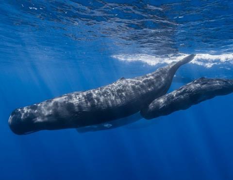 Sperm whales - credit Re´union Underwater Photograph
