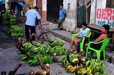 PE CREDIT Carlos Mora Dreamstime TAGS Bananas on sale in Iquitos Peru 41746376