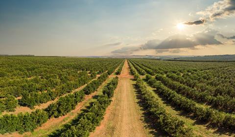 Brazil orange grove Adobe Stock