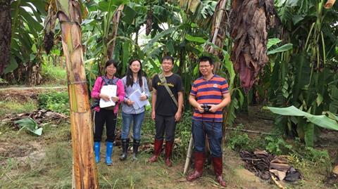 Chinese Cavendish Banana Breeders