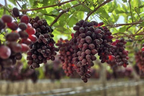 Oppy red table grapes Peru