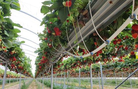 Daifressh hydroponic cultivation