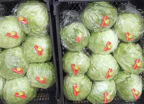 Agro Max iceberg lettuce