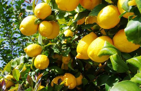 Lemon crop