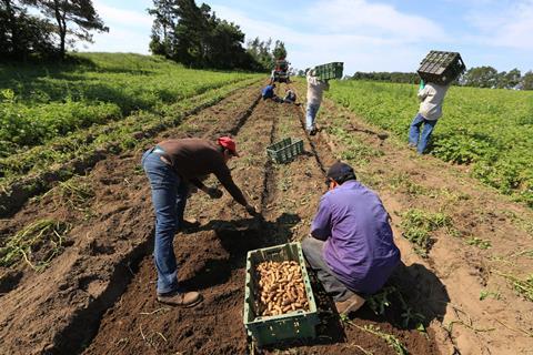 Canada growers FVGC potato harvest